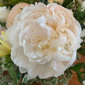 Meet your Posher, Allie